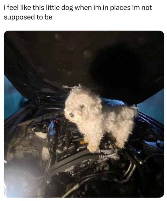 i feel like this little dog when im in places im not supposed to be