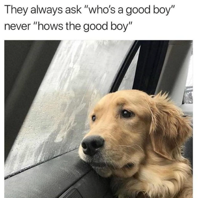 They always ask "who's a good boy" never "hows the good boy"