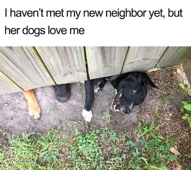 I haven't met my new neighbor yet, but her dogs love me