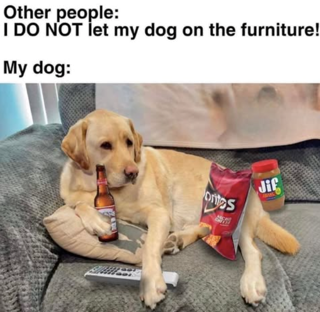 Other people: I DO NOT let my dog on the furniture! My dog: orites PACH CHITS Jif