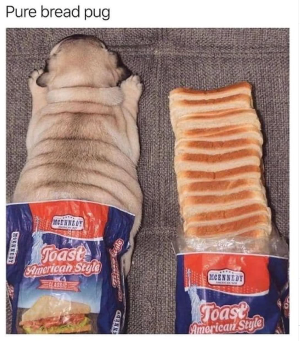 Pure bread pug MOENNEDY MCENNEDY Toast American Style CLASSIC ENNEDY MCENNEDY Toast American Style