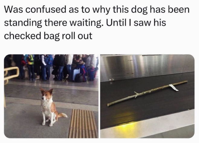 Was confused as to why this dog has been standing there waiting. Until I saw his checked bag roll out