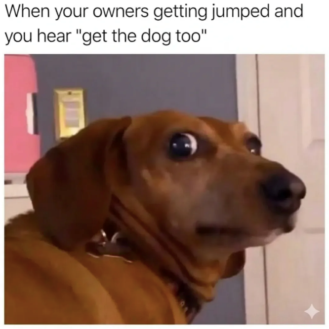 When your owners getting jumped and you hear "get the dog too"