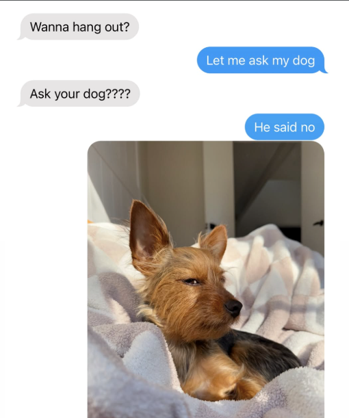 Wanna hang out? Ask your dog???? Let me ask my dog He said no