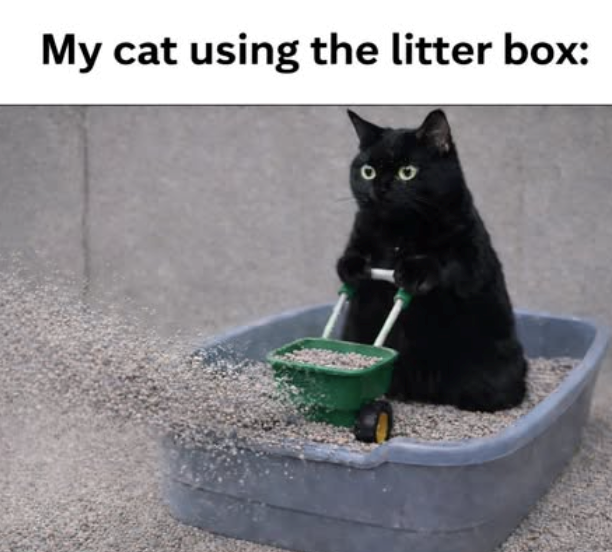 My cat using the litter box: оо