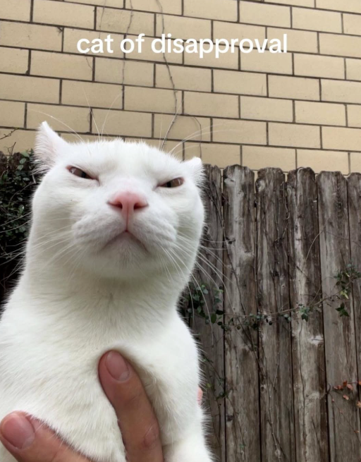 cat of disapproval