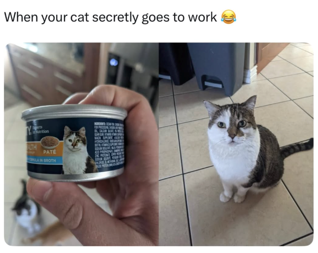 When your cat secretly goes to work Egerts Nutrition ALTH PATE LA IN BROTH FOR PROCESSING CHO OL CALDIN E NACH SUPP ACD PROMONEE