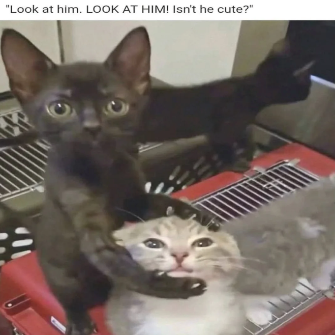 "Look at him. LOOK AT HIM! Isn't he cute?"