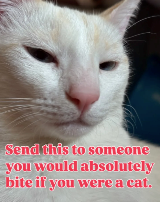 Send this to someone you would absolutely bite if you were a cat.