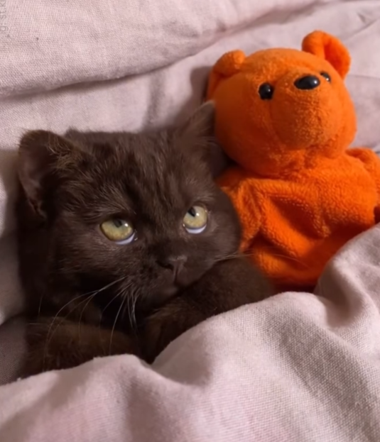 Cheezburger Image 10623085056