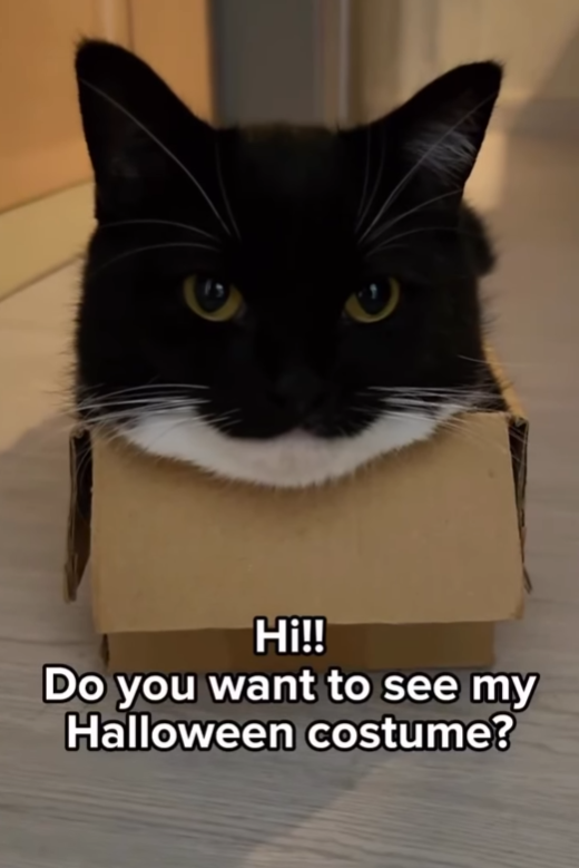 Hi!! Do you want to see my Halloween costume?