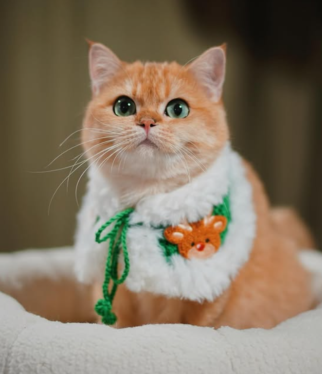 Cheezburger Image 10623085824