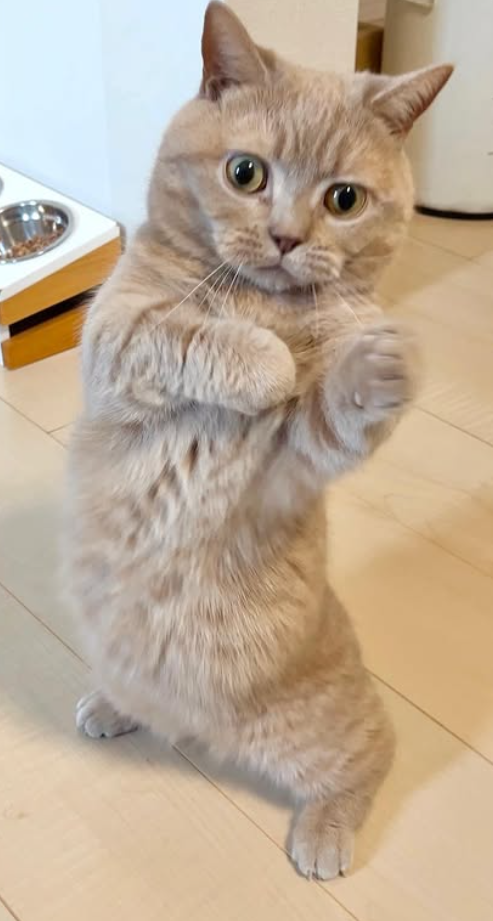 Cheezburger Image 10623086848