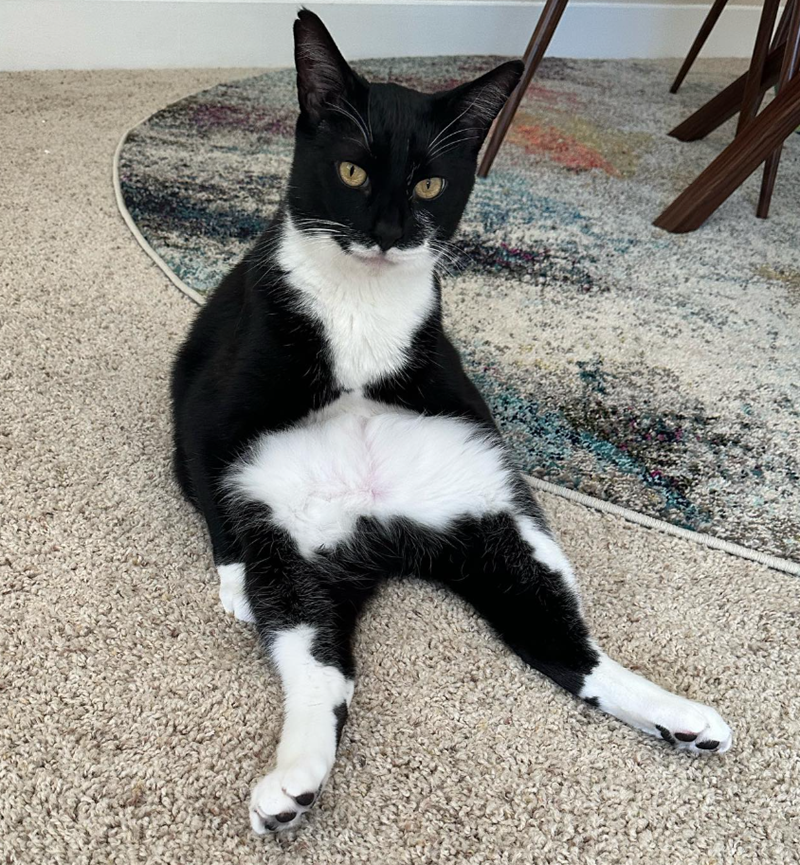 Cheezburger Image 10623087104