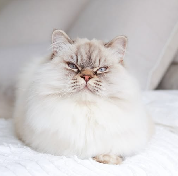 Cheezburger Image 10623087360