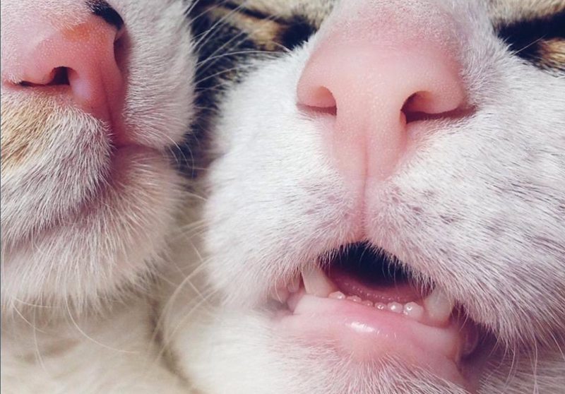 Cheezburger Image 10623087616