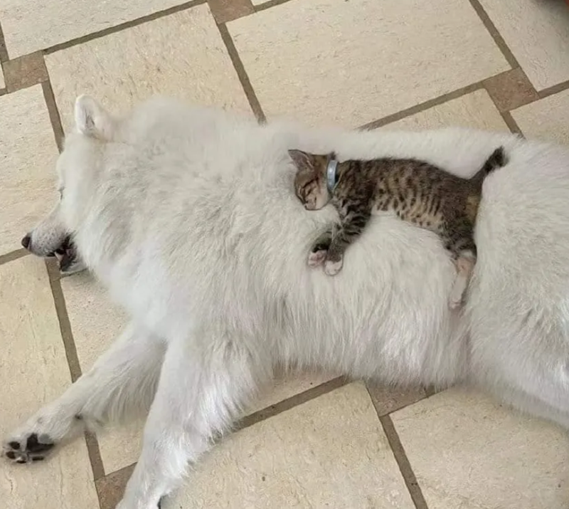 Cheezburger Image 10623088128