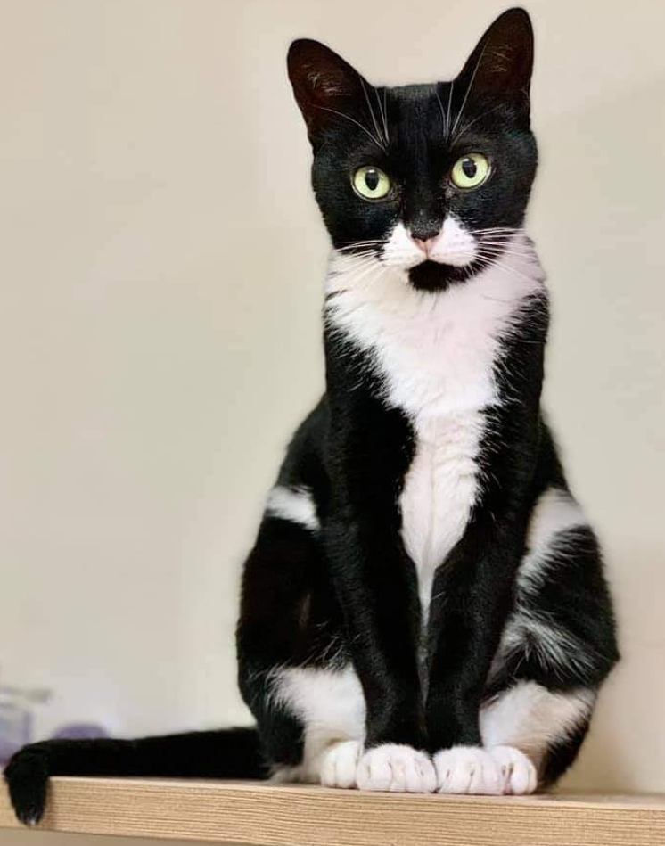 Cheezburger Image 10623088384