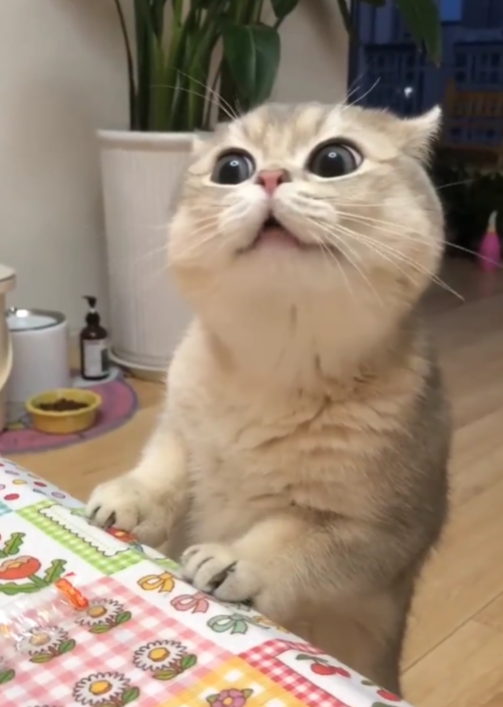 Cheezburger Image 10623088640