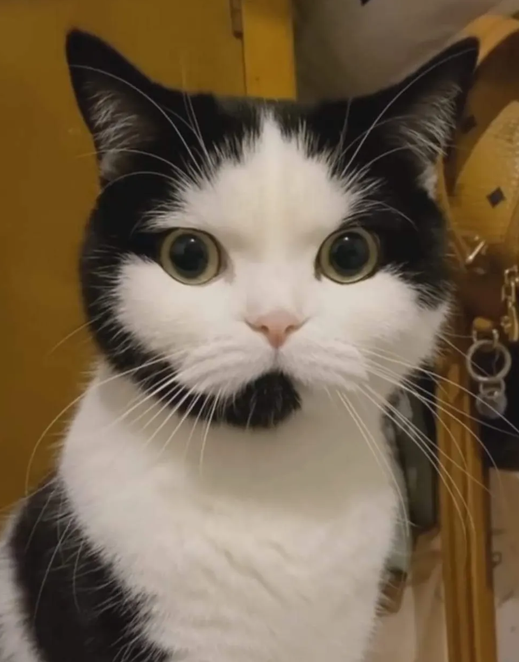 Cheezburger Image 10623089152