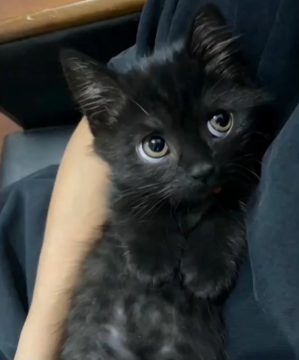 Cheezburger Image 10623089664