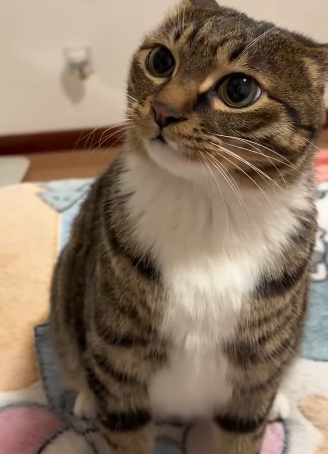 Cheezburger Image 10623089920