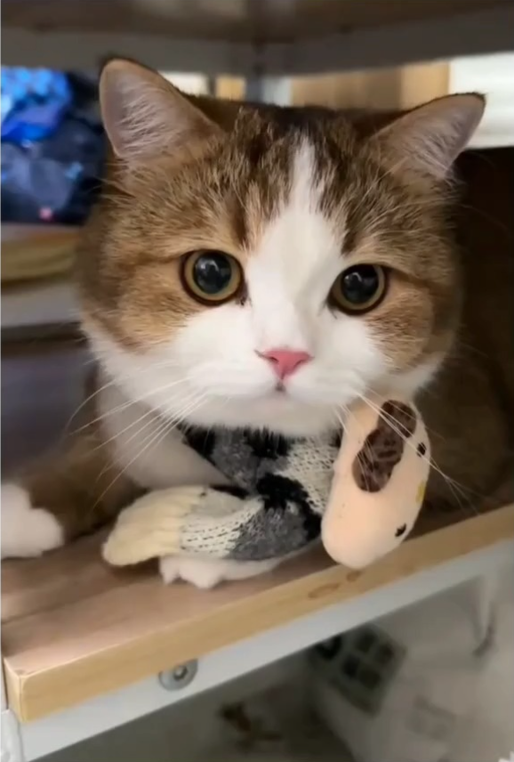 Cheezburger Image 10623090176