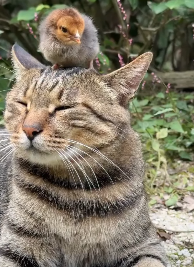 Cheezburger Image 10623090688