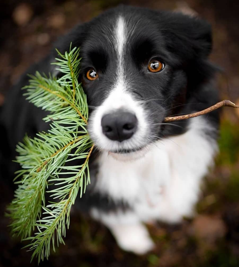 Cheezburger Image 10623111680