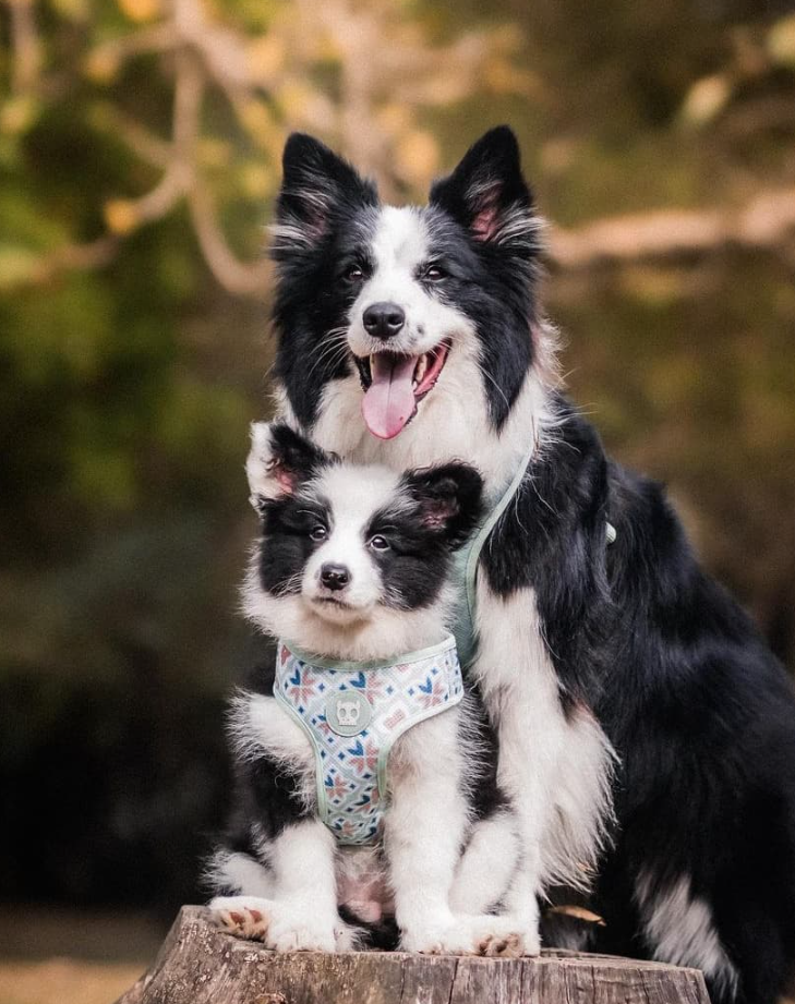 Cheezburger Image 10623111936