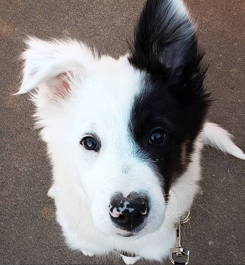 Cheezburger Image 10623112192