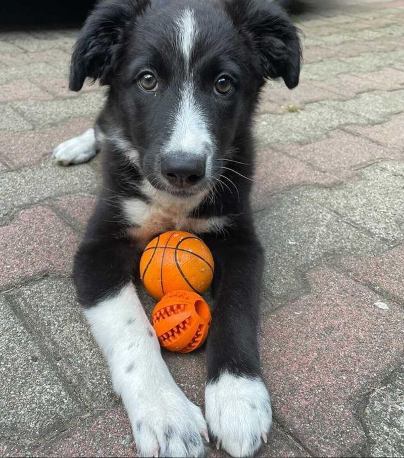 Cheezburger Image 10623112448