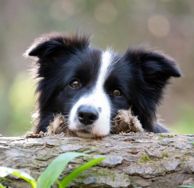 Cheezburger Image 10623112960