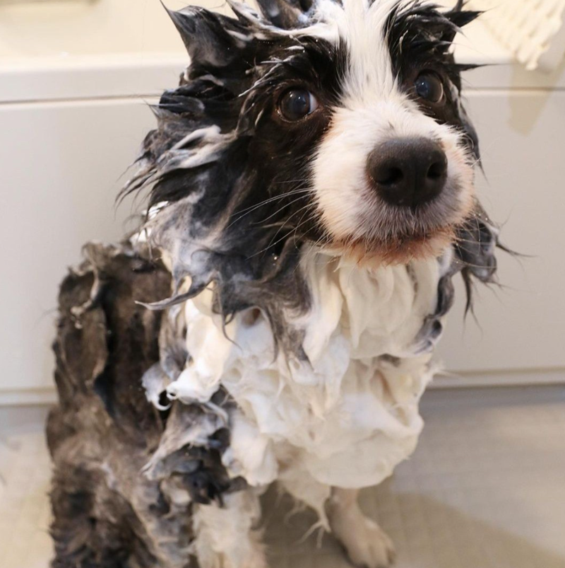 Cheezburger Image 10623113216