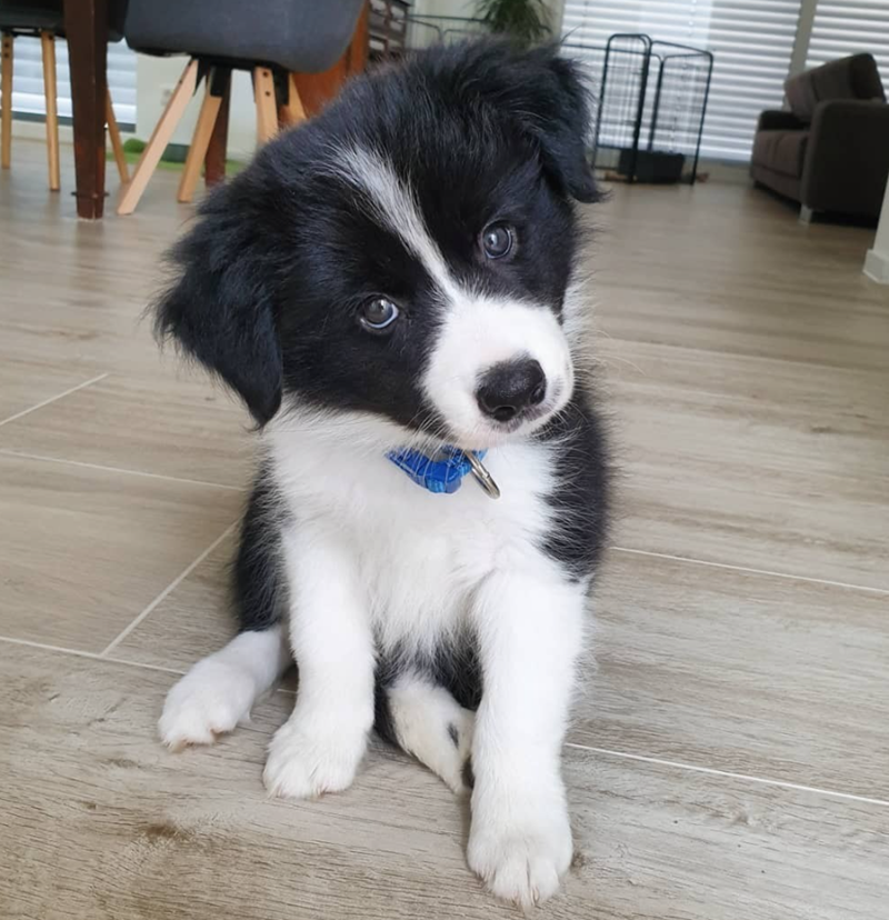 Cheezburger Image 10623113472