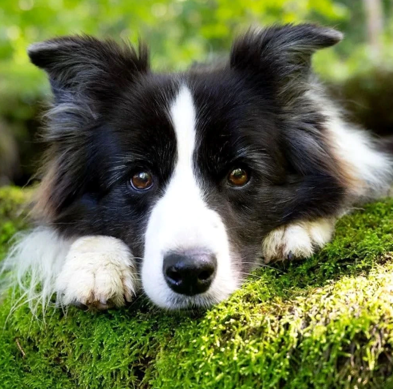 Cheezburger Image 10623113728