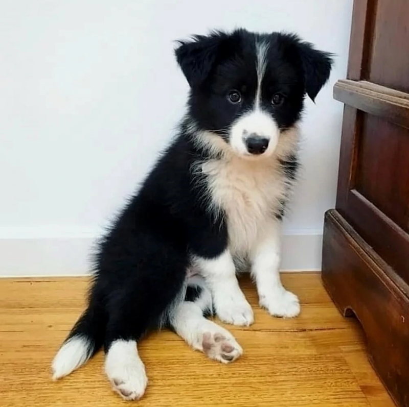 Cheezburger Image 10623113984