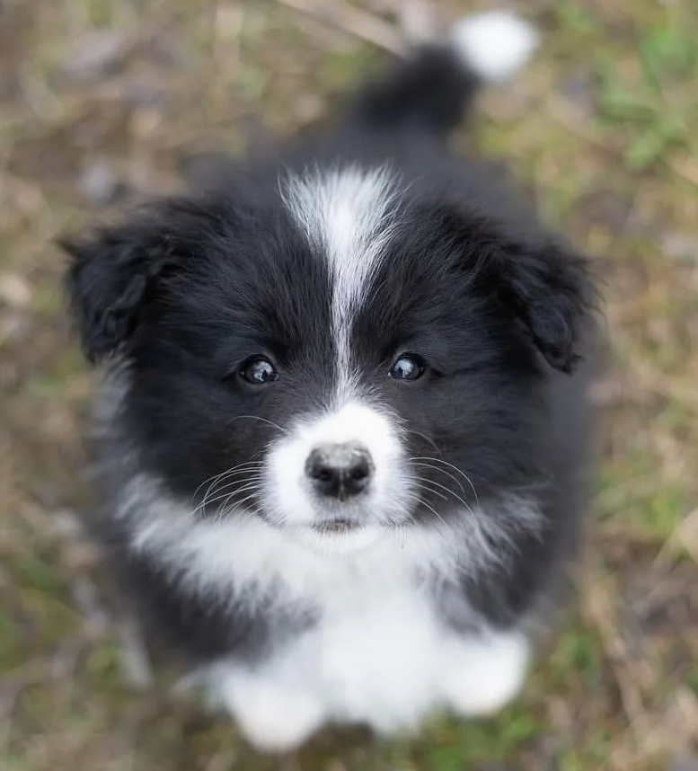 Cheezburger Image 10623114240