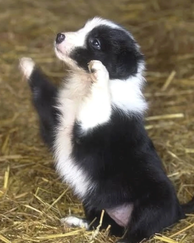 Cheezburger Image 10623114496