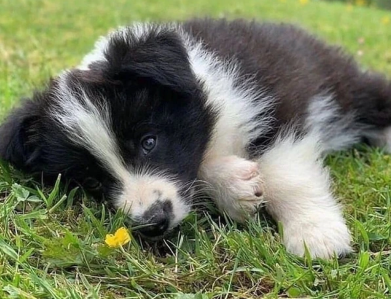 Cheezburger Image 10623115264