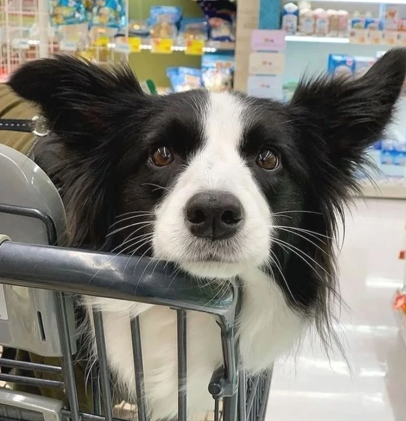 Cheezburger Image 10623115520