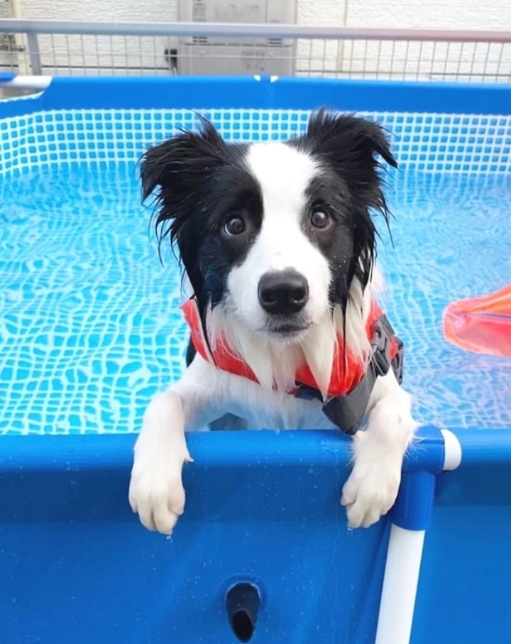 Cheezburger Image 10623115776