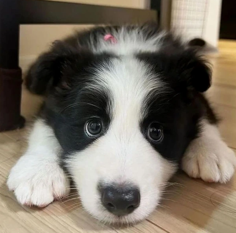 Cheezburger Image 10623116032