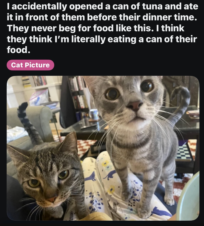 I accidentally opened a can of tuna and ate it in front of them before their dinner time. They never beg for food like this. I think they think I'm literally eating a can of their food. Cat Picture