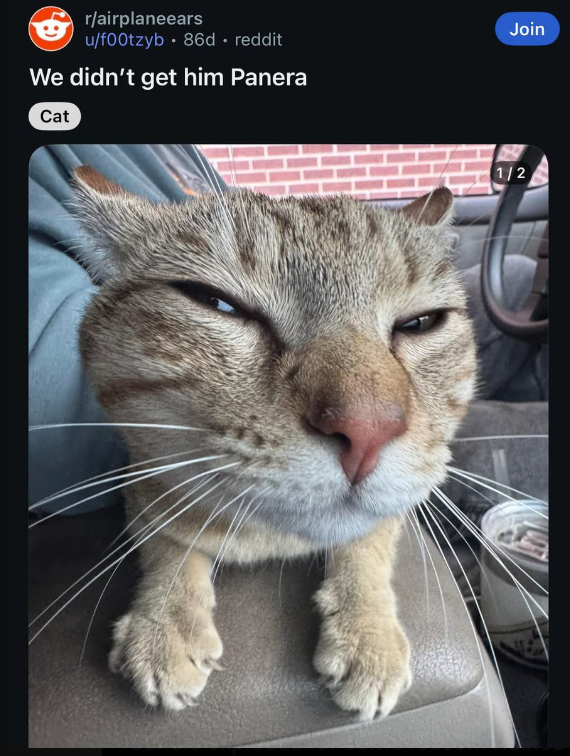 r/airplaneears u/f00tzyb 86d. reddit We didn't get him Panera Cat Join 1/2