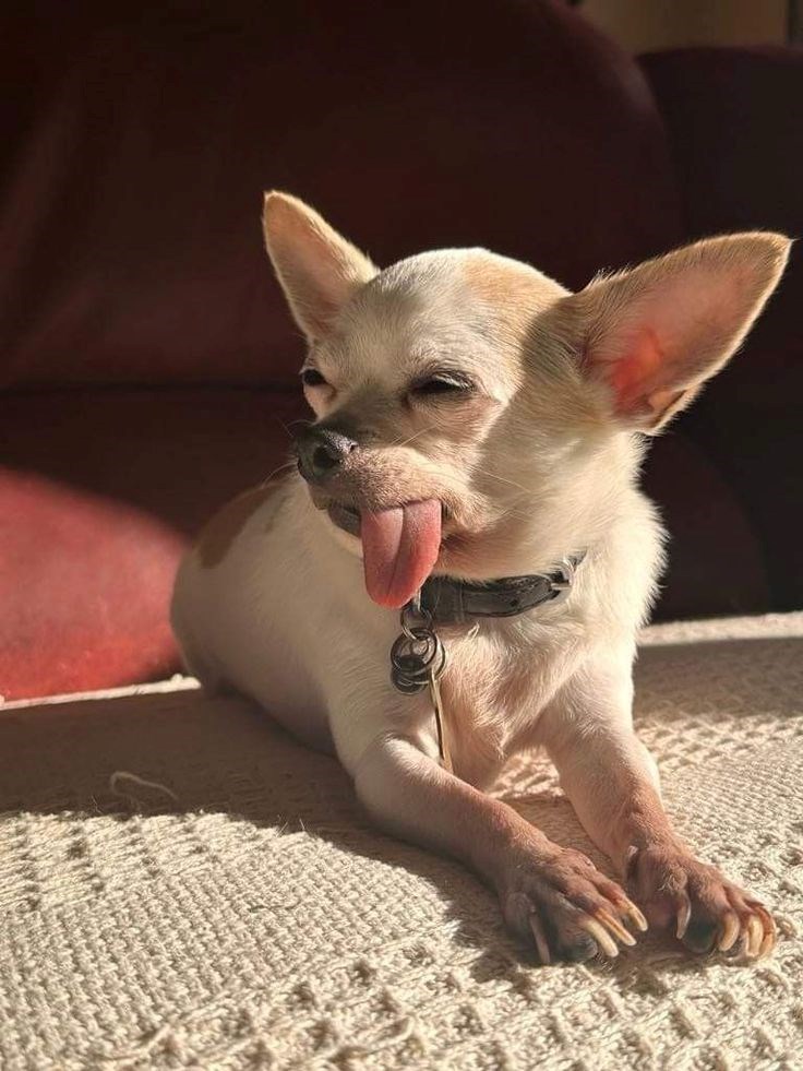 Cheezburger Image 10623130880