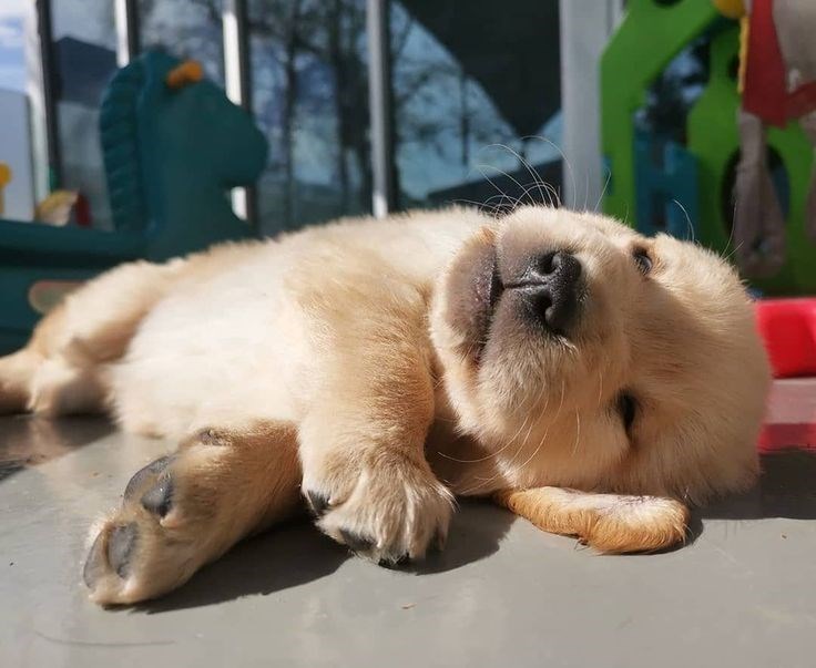 Cheezburger Image 10623131392