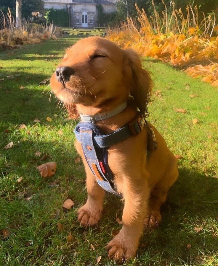 Cheezburger Image 10623131648