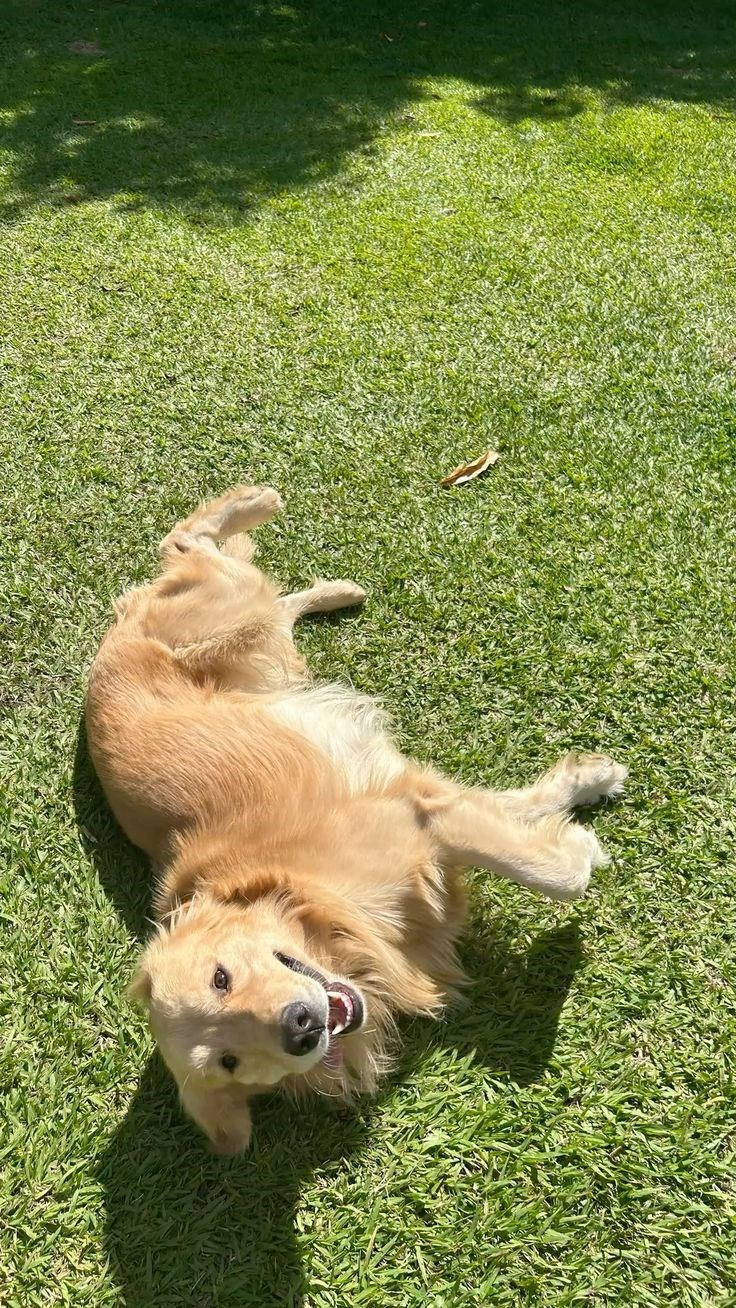 Cheezburger Image 10623131904