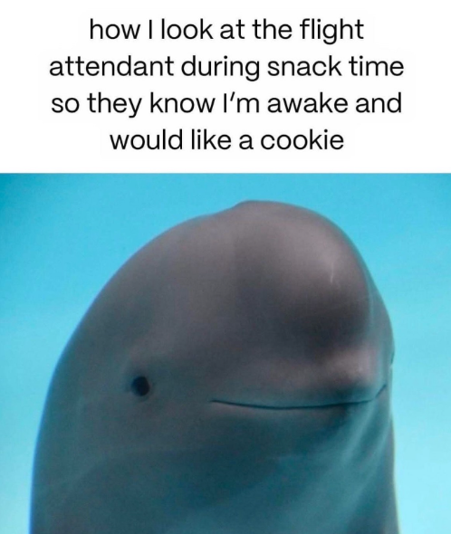 how I look at the flight attendant during snack time SO they know I'm awake and would like a cookie